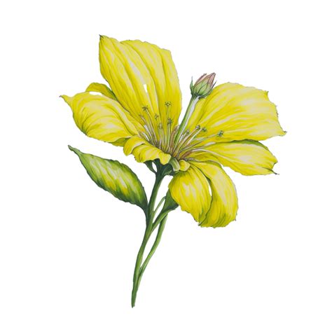 Watercolor Flower Design, Watercolor Flower Floral Design, Watercolor Flower Arrangements ...