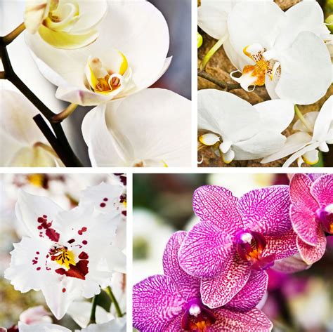 There are tons of orchid varieties to choose from. The orchid you choose will depend on the ...