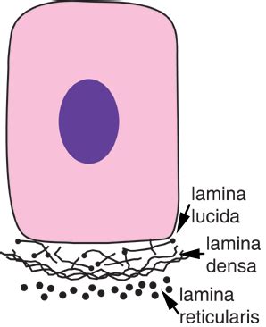 Connective Tissue: The Histology Guide