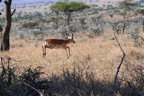 8 Fascinating Facts About Gazelles