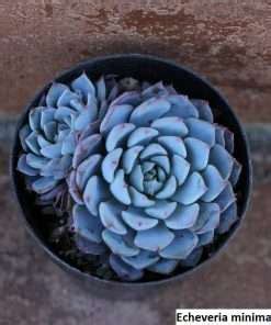 ECHEVERIA SEEDS Archives - UnusualSeeds