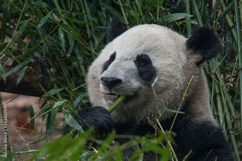 Panda from the Chengdu research base of giant panda breeding Stock ...