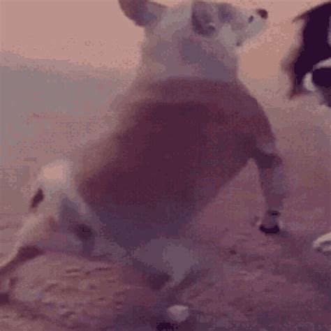 Twerk Dance GIF - Twerk Dance Dog - Discover & Share GIFs