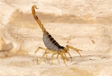 7 Scorpions in Texas to Watch Out For | All You Need to Know! - EXOtella