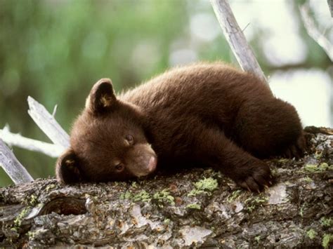 The Brown Bear Cub lessons after hibernation | Free National Geographic Pix