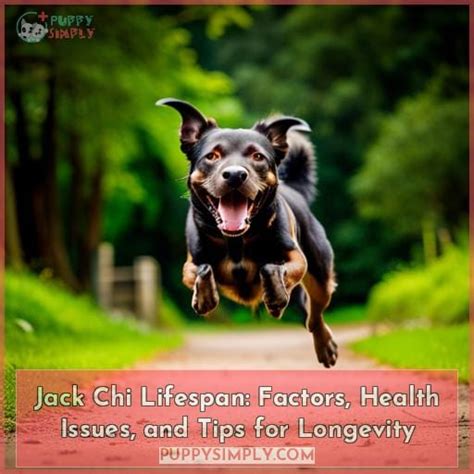 Jack Chi Lifespan: Factors, Health Issues, and Tips for Longevity