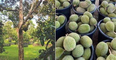 Cara Nak Menanam Anak Pokok Durian Musang King - CamdenrosSingh