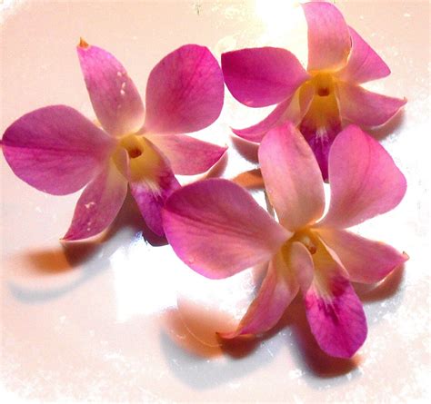 ORGANIC EDIBLE ORCHIDS Gourmet Real Orchids Small Lavender - Etsy