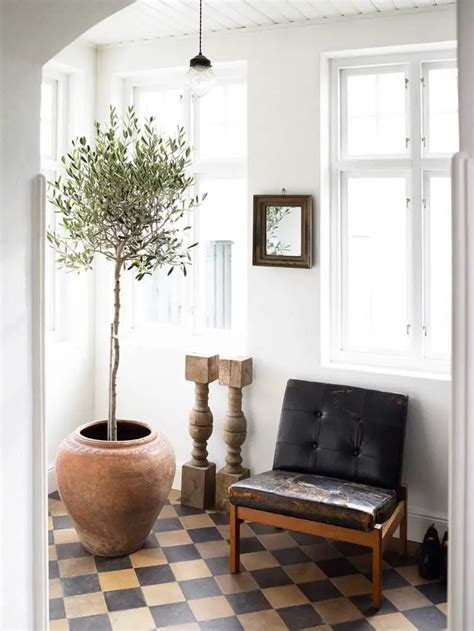 THE PLANT OF 2017: INDOOR OLIVE TREE | THOU SWELL | Bloglovin’