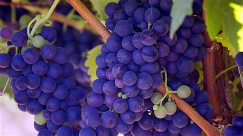 Purple Grapes Wallpapers - Wallpaper Cave