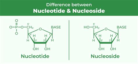 Difference Between Nucleotide and Nucleoside - GeeksforGeeks