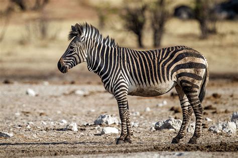 Mountain zebra (Equus zebra) (With images) | Mountain zebra, Zebra ...