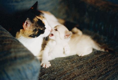File:Calico she-cat with a white kitten.jpg - Wikimedia Commons