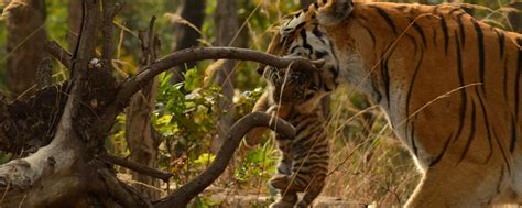 TIGER RESERVE - PENCH NATIONAL PARK