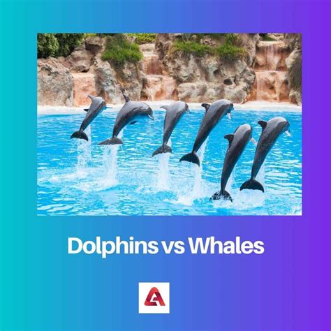 Dolphins vs Whales: Difference and Comparison