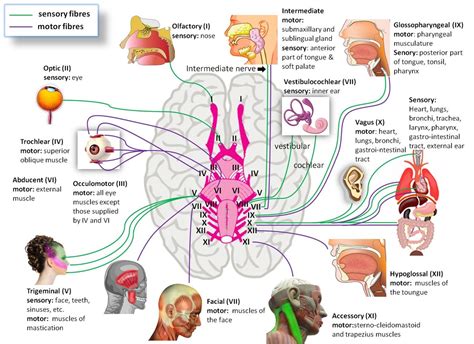 Infermieristica, Neuroscienze