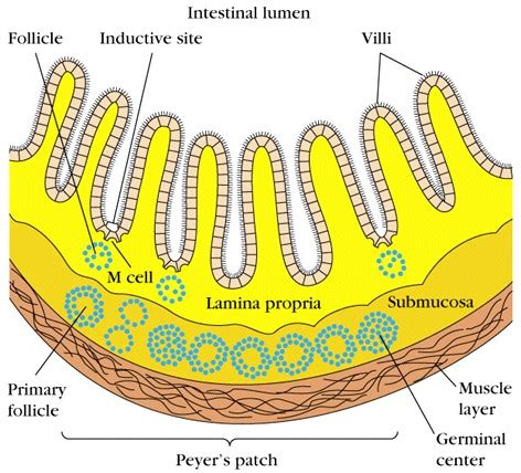 HEALTH COACH: What is the Immune System and How Does It Work? Part One: Organs and Cells