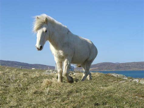 Eriskay ponies | Isle of South Uist