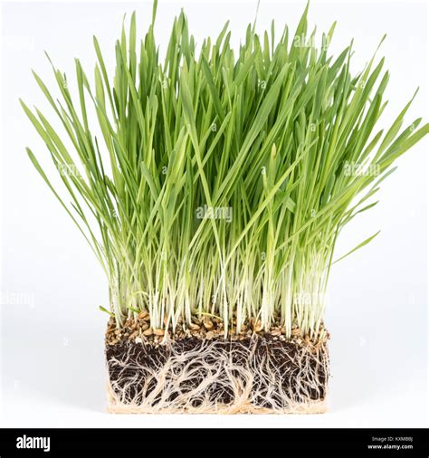 Soil microflora Cut Out Stock Images & Pictures - Alamy