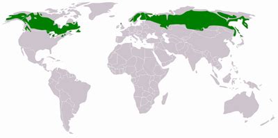 Location and Climate - Northern Coniferous Forest