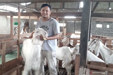 peternakan kambing di jawa barat