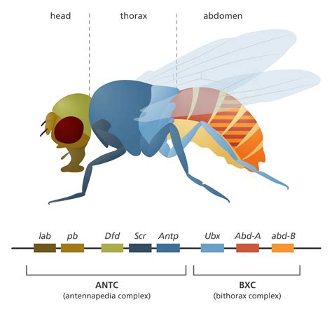 Fruit flies in the laboratory | Fruit flies, Creation science, Learning resources