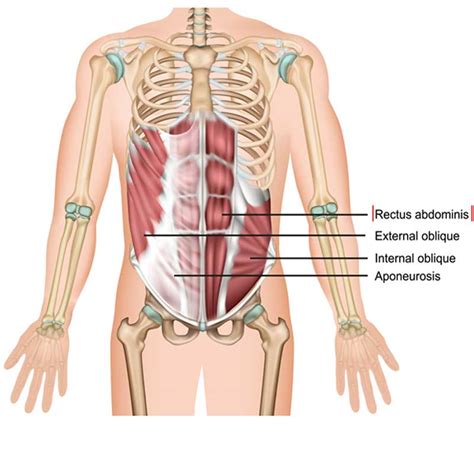 Rectus Abdominis: Origin, Insertion, Action - The Wellness Digest