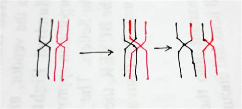 [Solved] What is crossing-over? What does crossing over accomplish ...