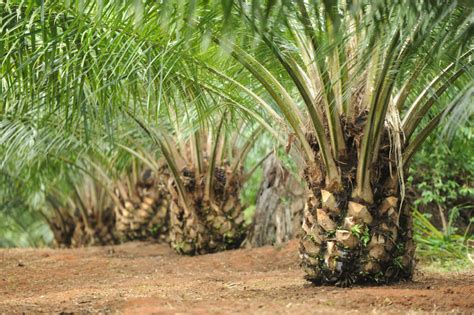 Batang Kelapa Sawit: Mengenal Lebih Dekat Komponen Penting dari Perkebunan Sawit