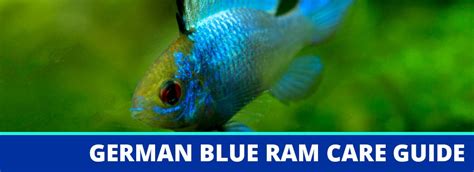 German Blue Ram Care Guide: Fact Sheet, Breeding, Behavior