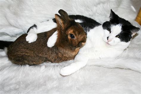 Cuddling cat and bunny stock photo. Image of nature, black - 13243408