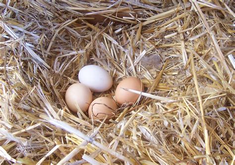 File:Chicken eggs.jpg - Wikipedia