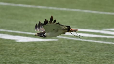 Taima the Seattle Seahawks live hawk mascot pregame preparation - YouTube