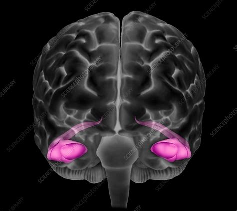 Human brain, hippocampus, 3D MRI scan - Stock Image - C036/7001 - Science Photo Library