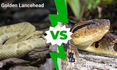 Golden Lancehead vs Fer-De-Lance: What Are the Differences? - IMP WORLD