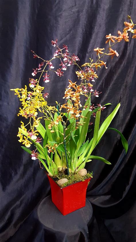 TRIPLE HYBRID ONCIDIUM ORCHID PLANT in Lihue, HI | Flowers Forever LLC