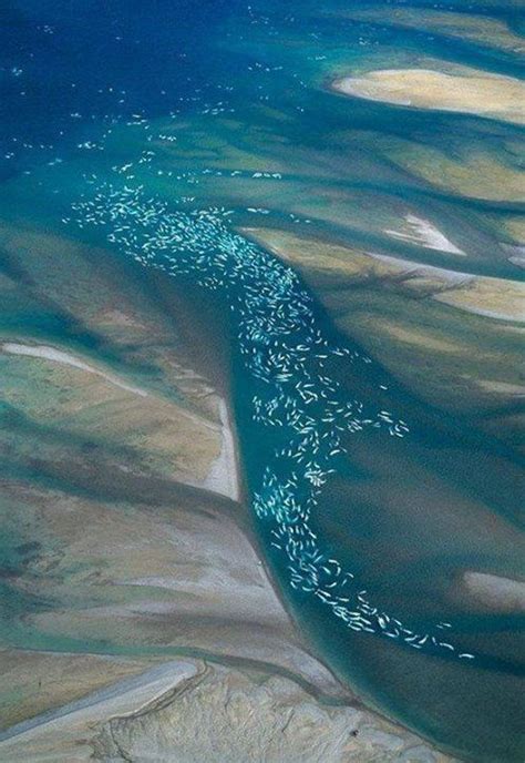 beluga whales migration - Nunavut Inlet, Canada (With images) | Whale migration, Beluga whale ...