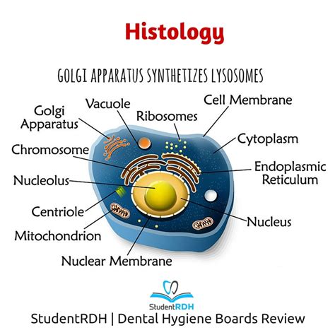 Q: Which cell component synthesizes lysosomes? - StudentRDH Blog