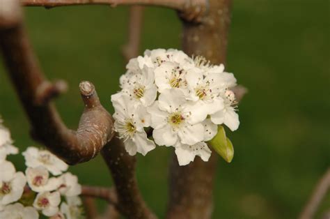 White Flowers - Symbolizes Peace and Purity