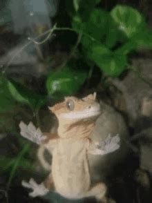 Gecko GIFs | Tenor