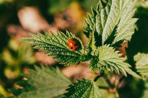 Ladybug on green leaf stock photo. Image of leaf, closeup - 268746136