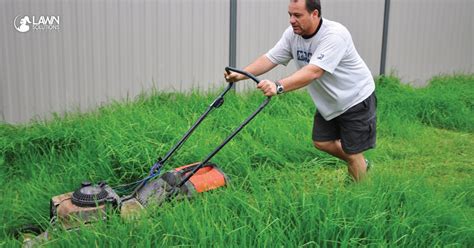 Why regular mowing is important - Lawn Solutions Australia