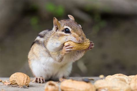 Cottage Q&A: Is feeding chipmunks okay? - Cottage Life