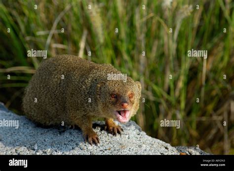 Mongoose hawaii hi-res stock photography and images - Alamy