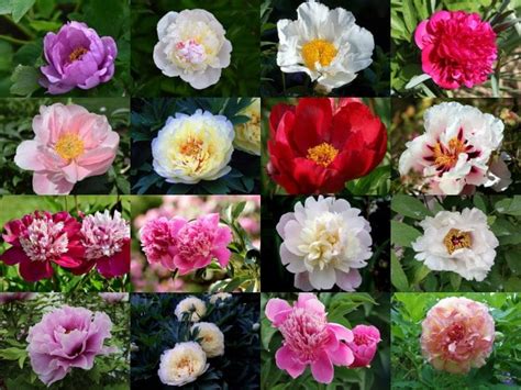 Peony: Flower Types, Pictures, How To Grow and Care | Florgeous