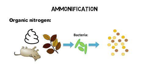 Ammonification Nitrogen Cycle