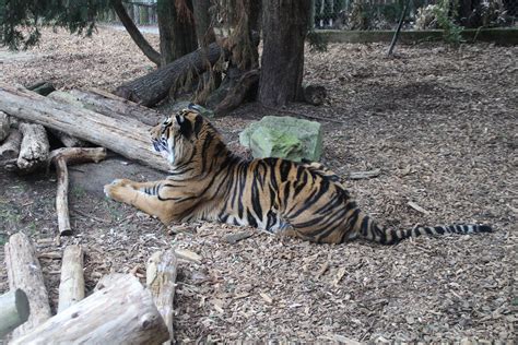 Chessington Zoo Day 2012 | Fink Angel | Flickr