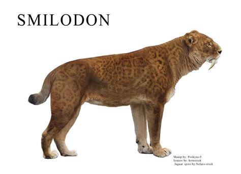 Smilodon | Dinosaurs - Pictures and Facts