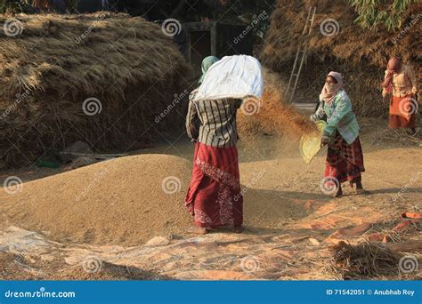 Women Are Winnowing Rice For Sorting Rice Royalty-Free Stock Image | CartoonDealer.com #79021354