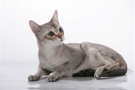 Breed Profile: The Singapura | Singapura cat, Cat breeds, Cute cats